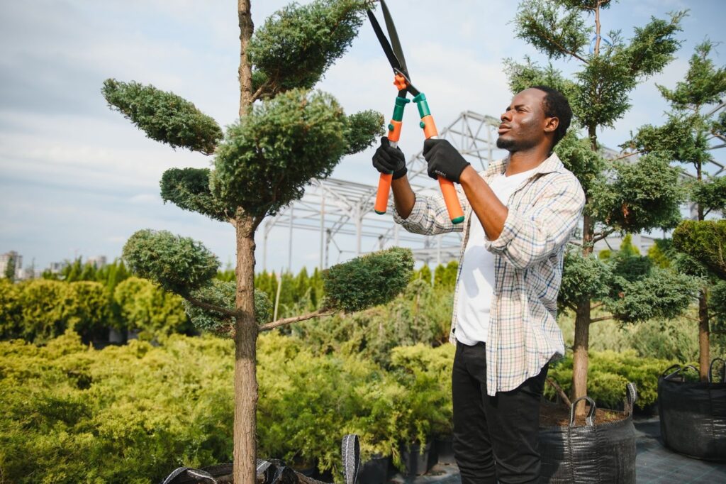 A man prunes a tall tree with large orange and green garden shears. 