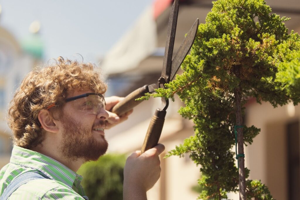 A gardener prunes a small tree with shears. 