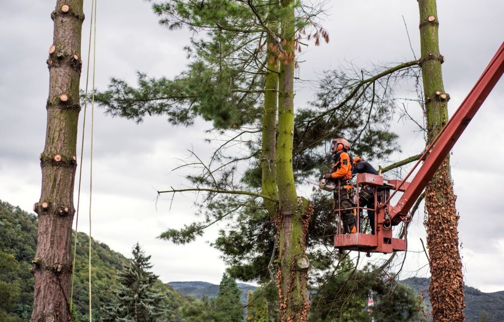 Aerial view of tree service workers on a mechanical lift cutting branches from large trees