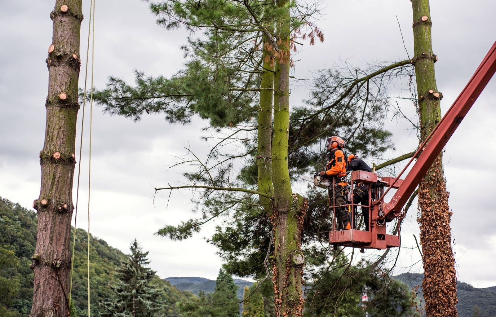 Aerial view of tree service workers on a mechanical lift cutting branches from large trees