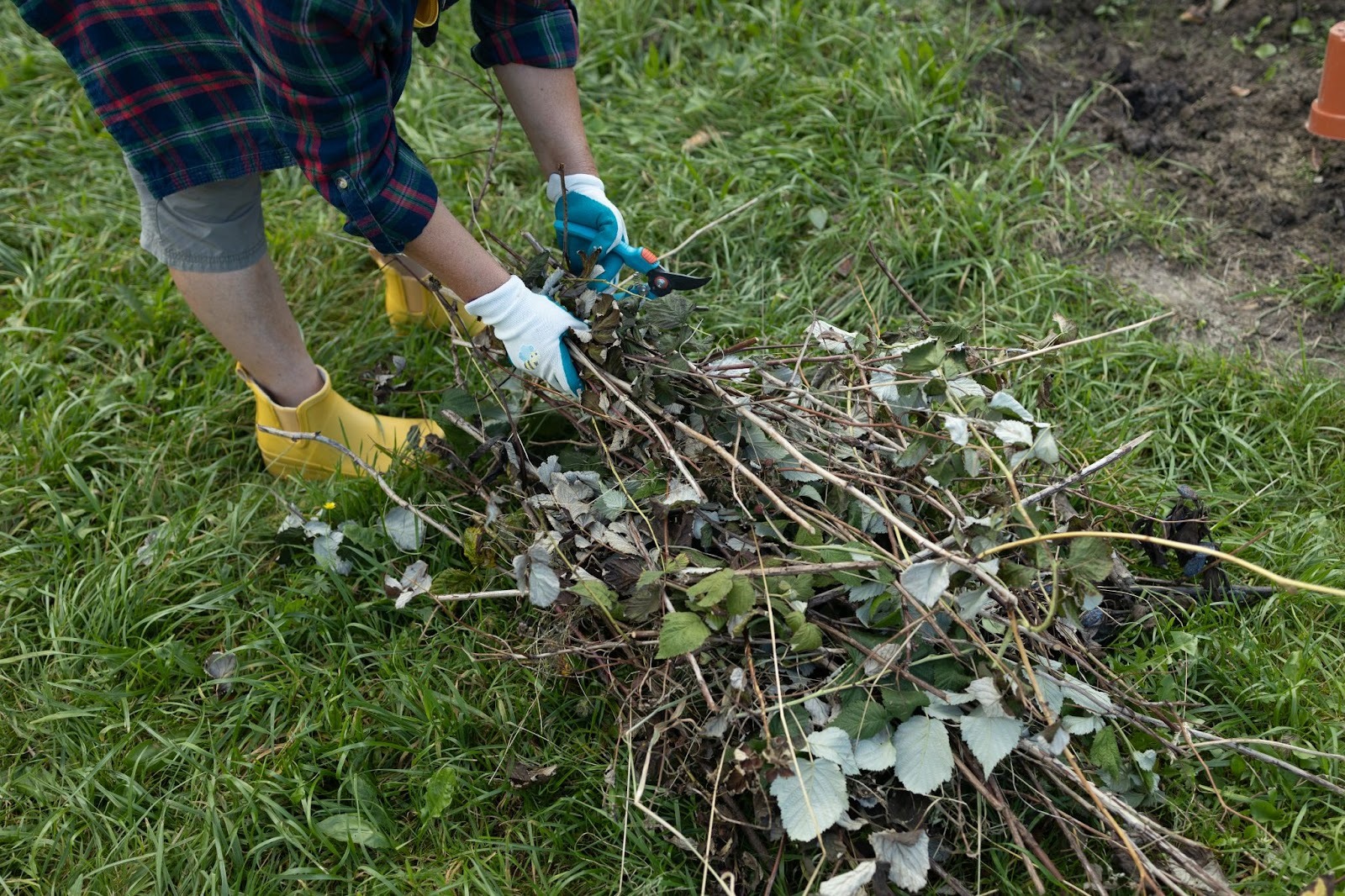 Worker pruning raspberry bushes as part of autumn brush removal in the garden