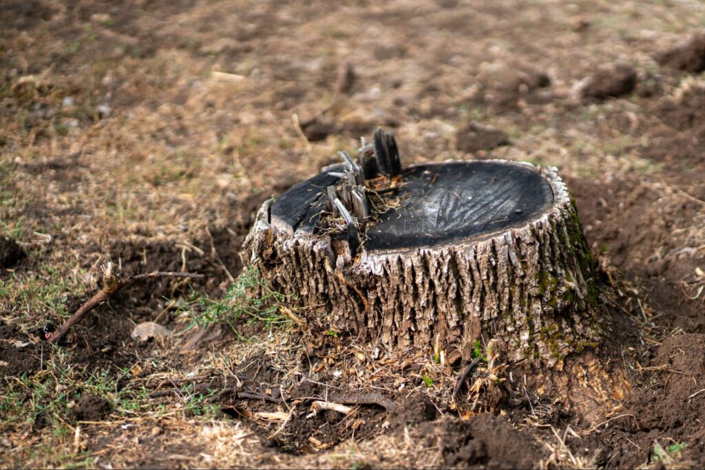 A cut and damaged tree stump in need of grinding or removal.