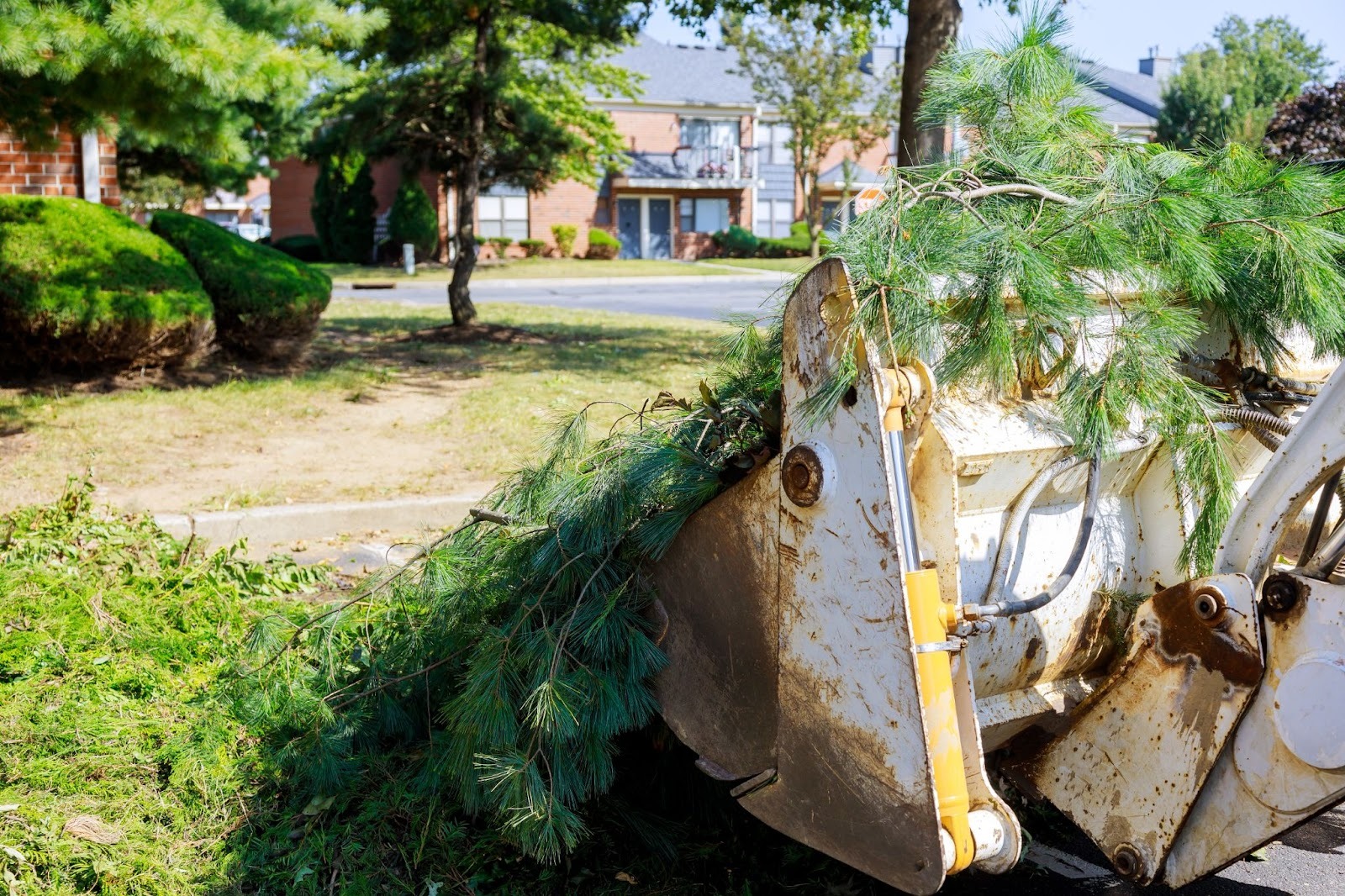 Removed tree branches being loaded into a tractor bucket 