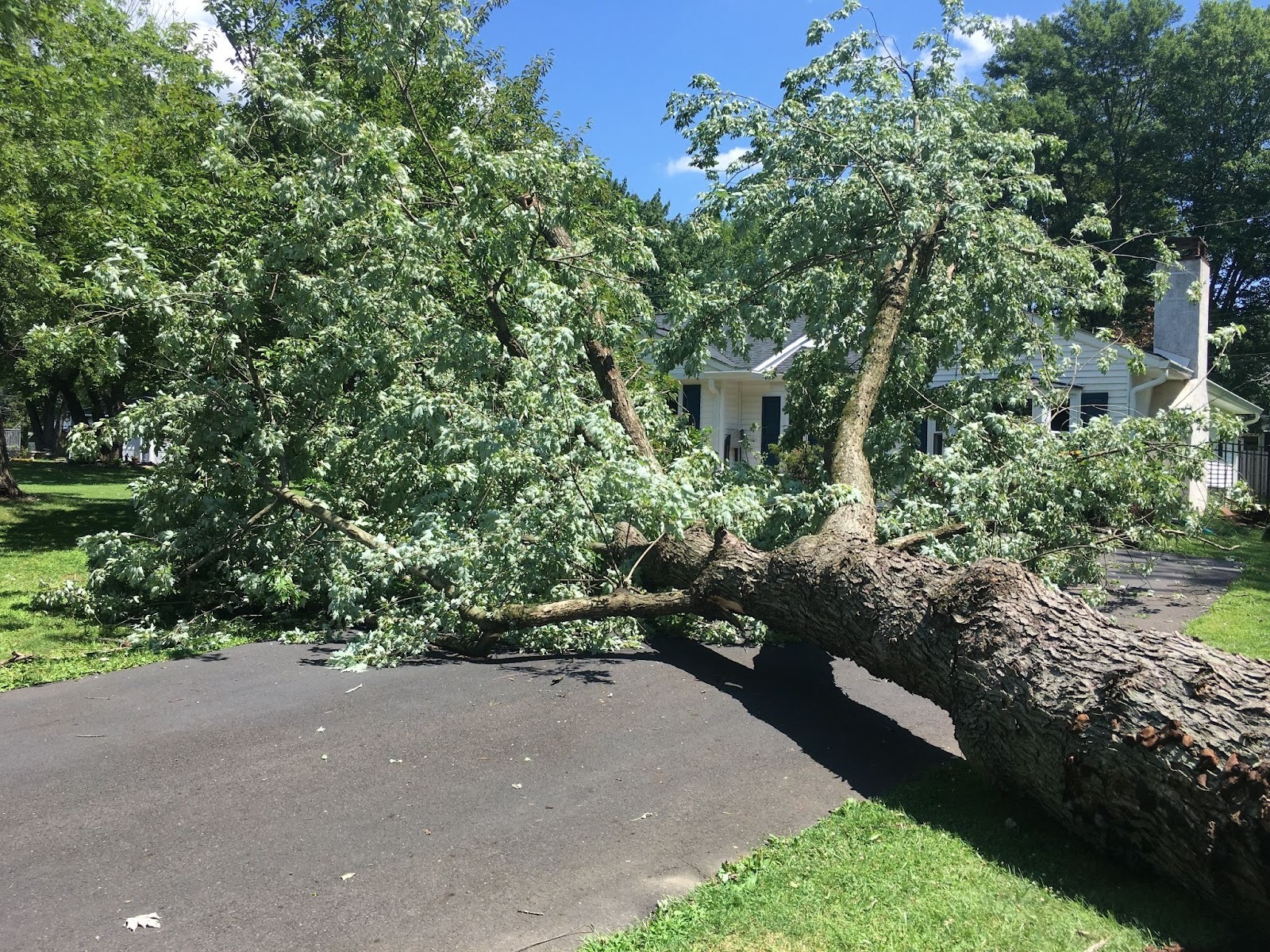 Large fallen tree blocking a residential driveway after storm damage, requiring emergency services