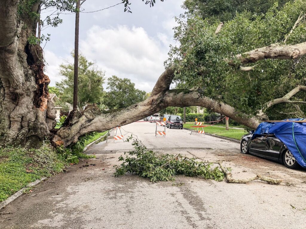 Storm-damaged tree causing visible damage to a car after a hurricane