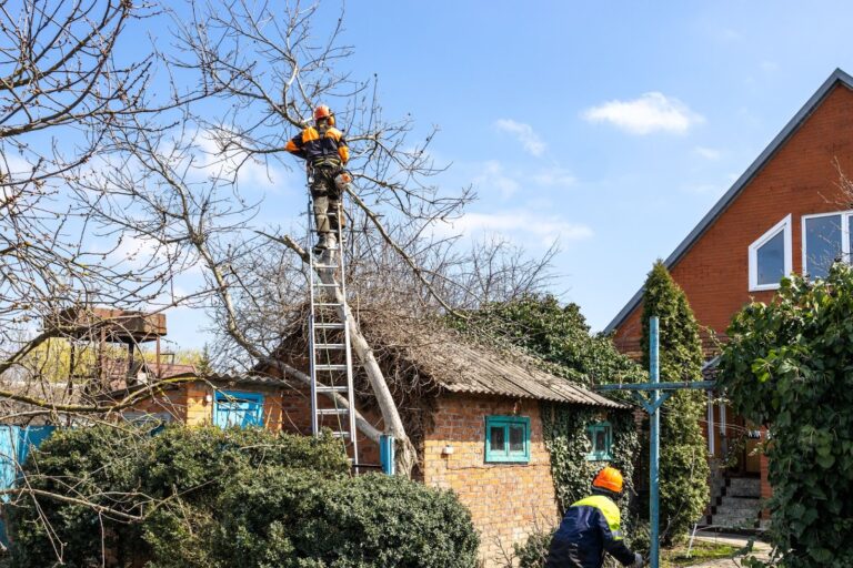 Tree specialist pruning a walnut tree from an extended ladder to reduce storm and safety risks in a rural yard