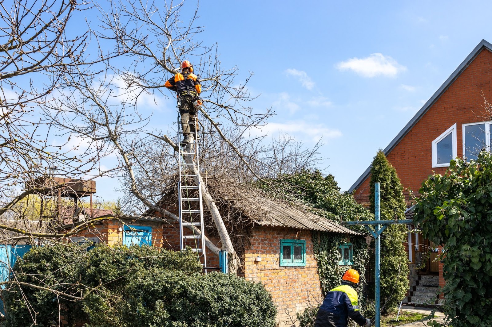Tree specialist pruning a walnut tree from an extended ladder to reduce storm and safety risks in a rural yard