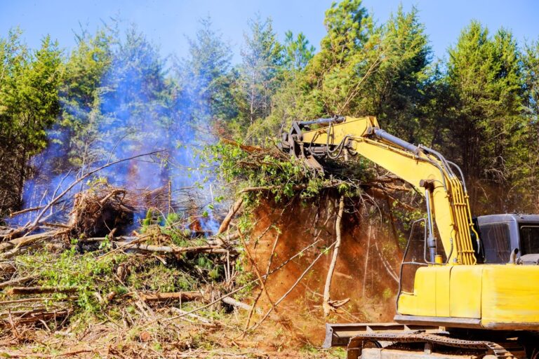 A backhoe performs land clearing services on a section of tall trees.