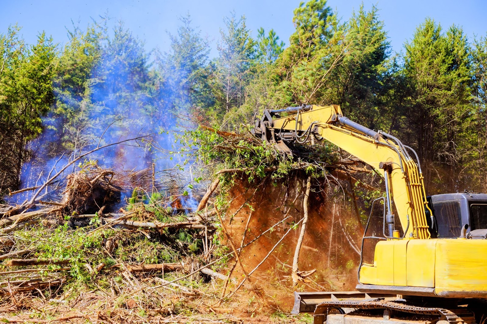A backhoe performs land clearing services on a section of tall trees.