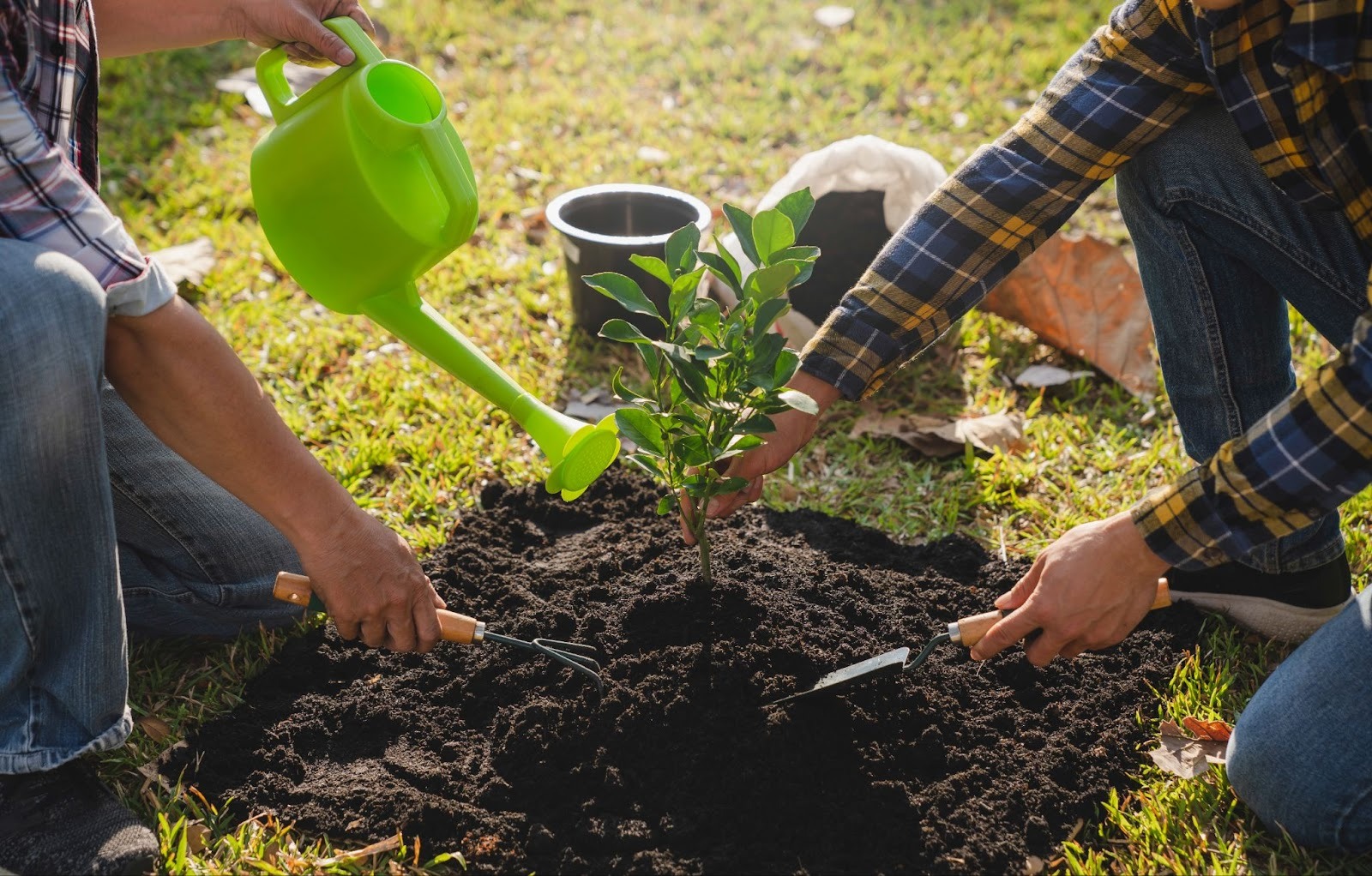Two men plant and water a tree with fresh dark soil all around it. 