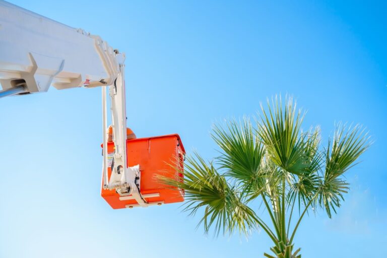 Tree care professional cutting high palm trees from a bucket truck