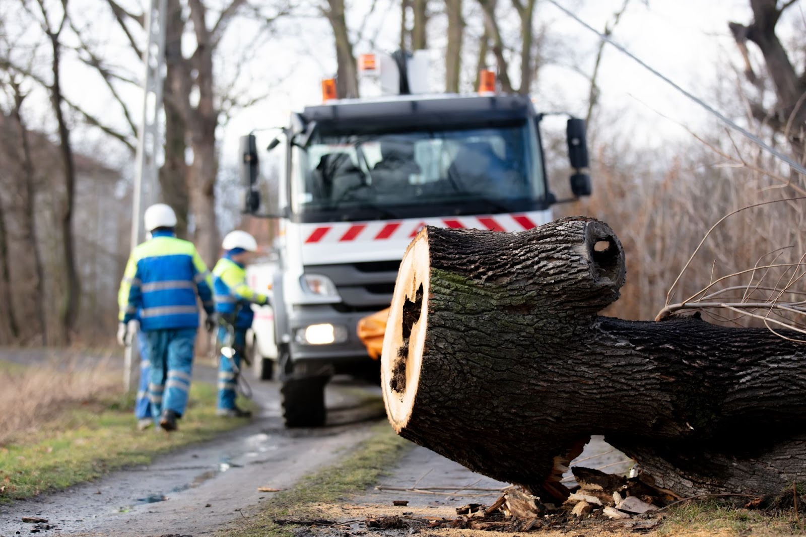 Emergency tree removal crew clearing a rotten tree from a roadway after it fell onto a power line
