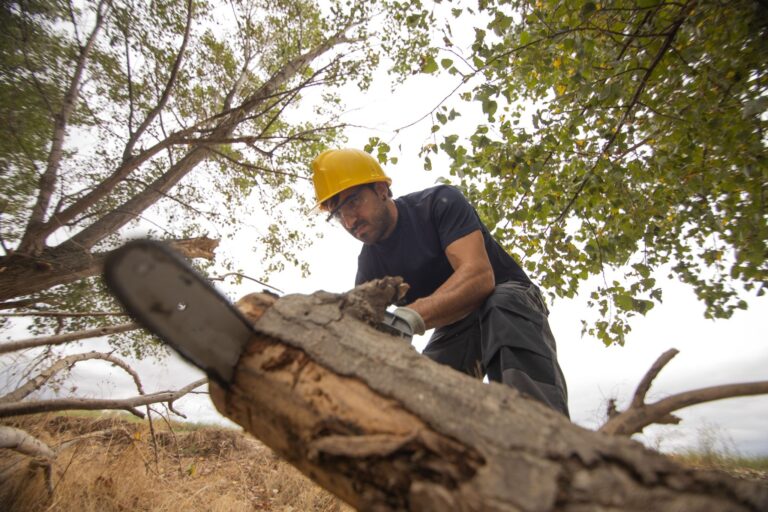 Alt-text: Close-up of a tree removal worker using a chainsaw on a tree trunk