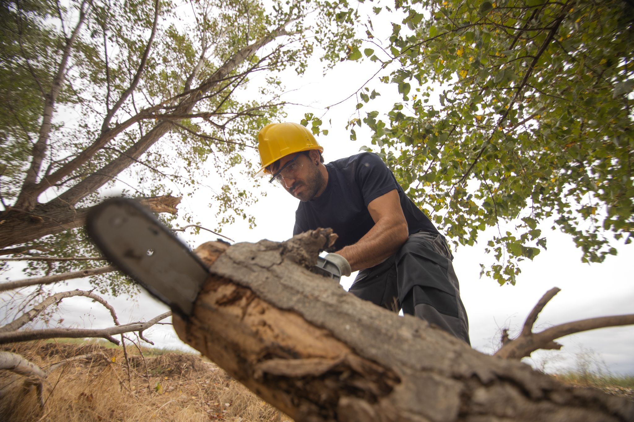 Alt-text: Close-up of a tree removal worker using a chainsaw on a tree trunk