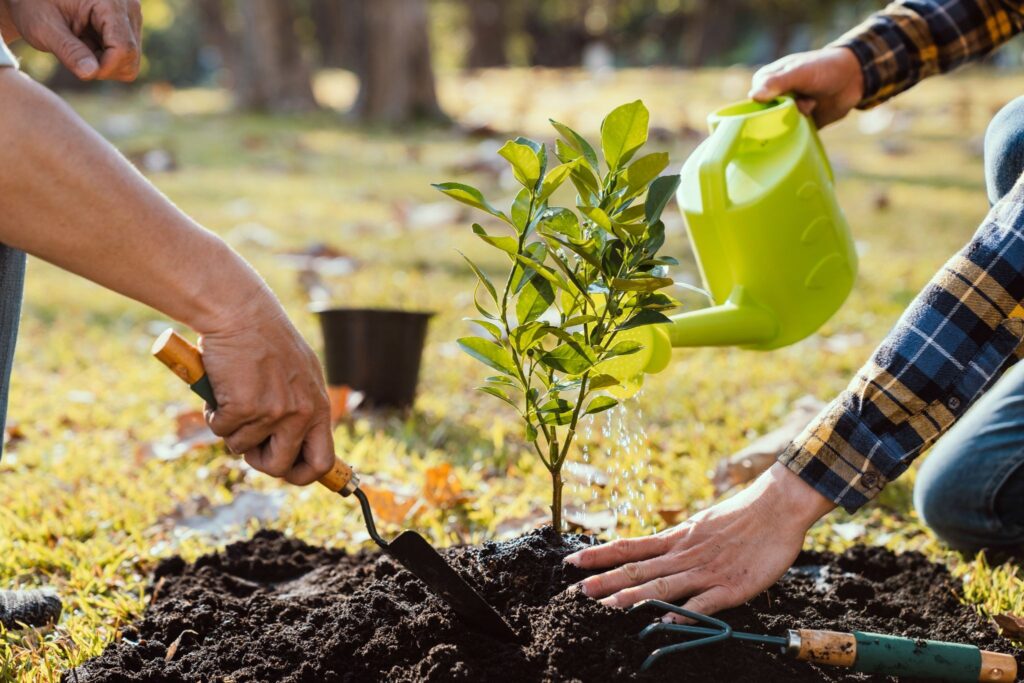Two men planting a tree and watering it in a residential yard