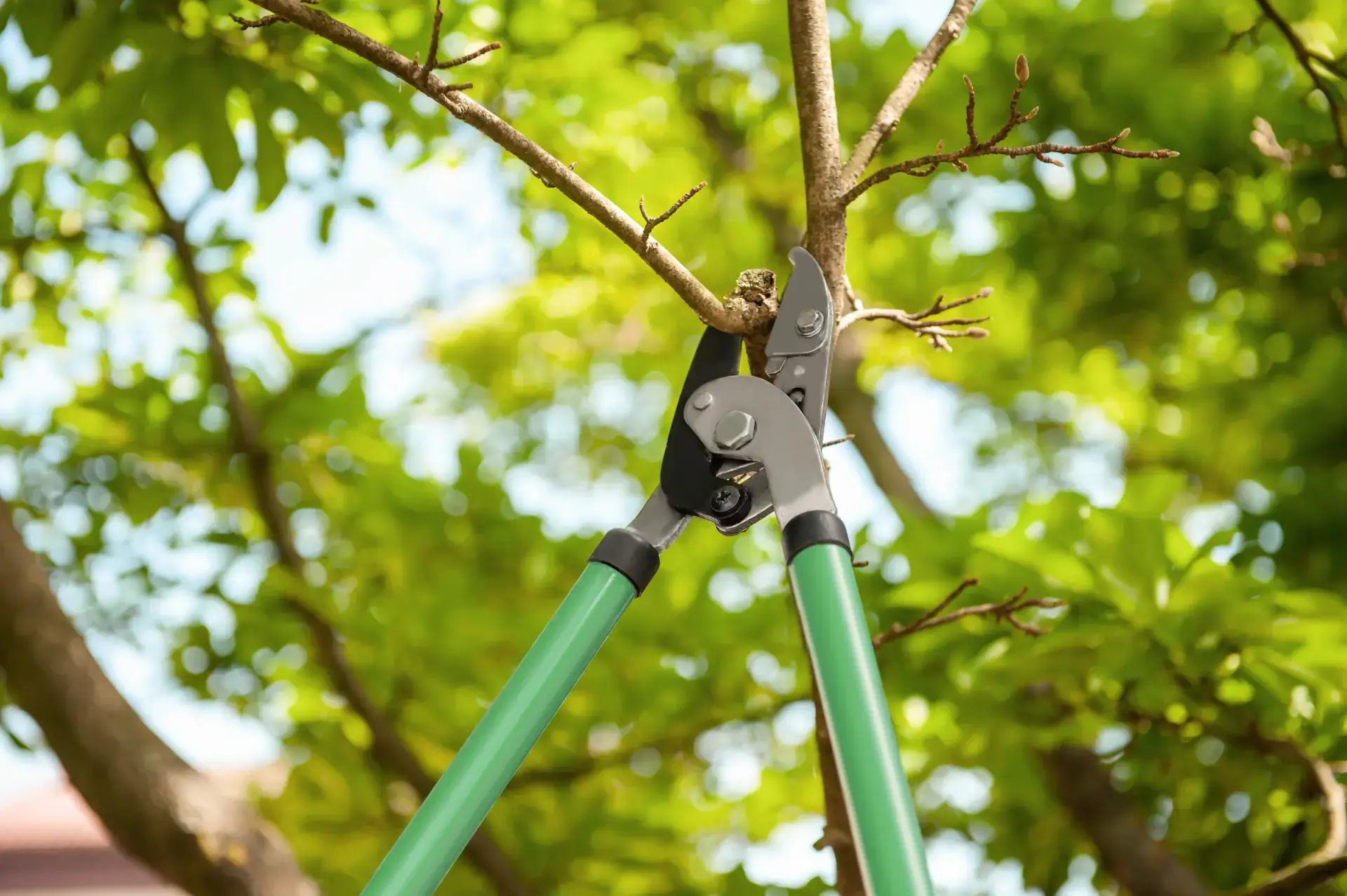 Tree Trimming — EML Tree Services in Connecticut