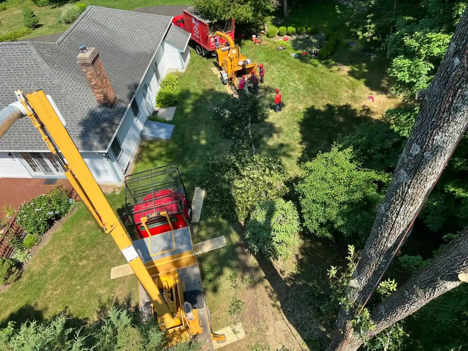 Brush Removal