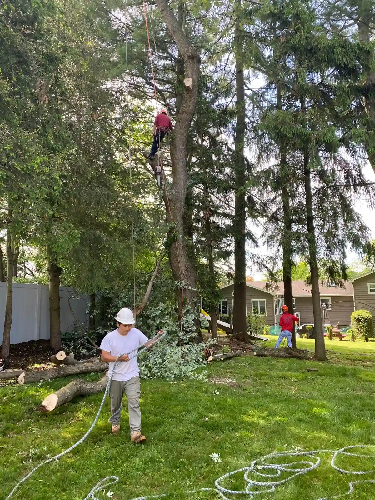 Tree Removal