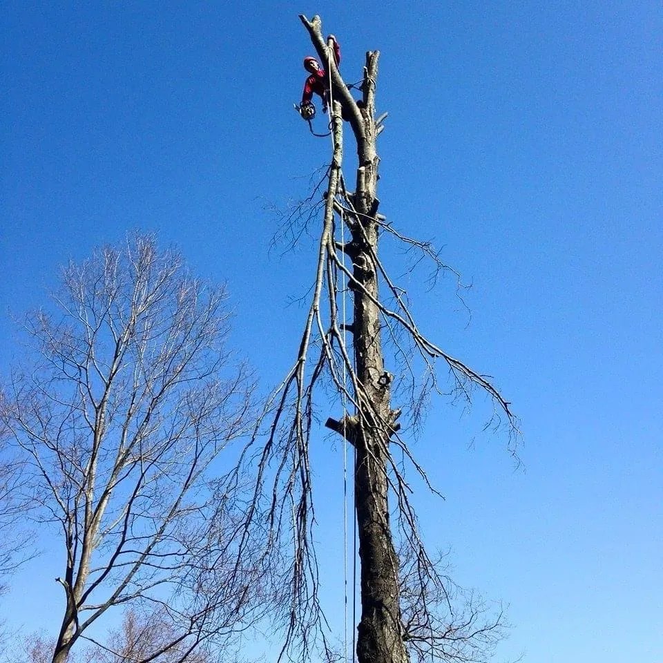 Tree Removal