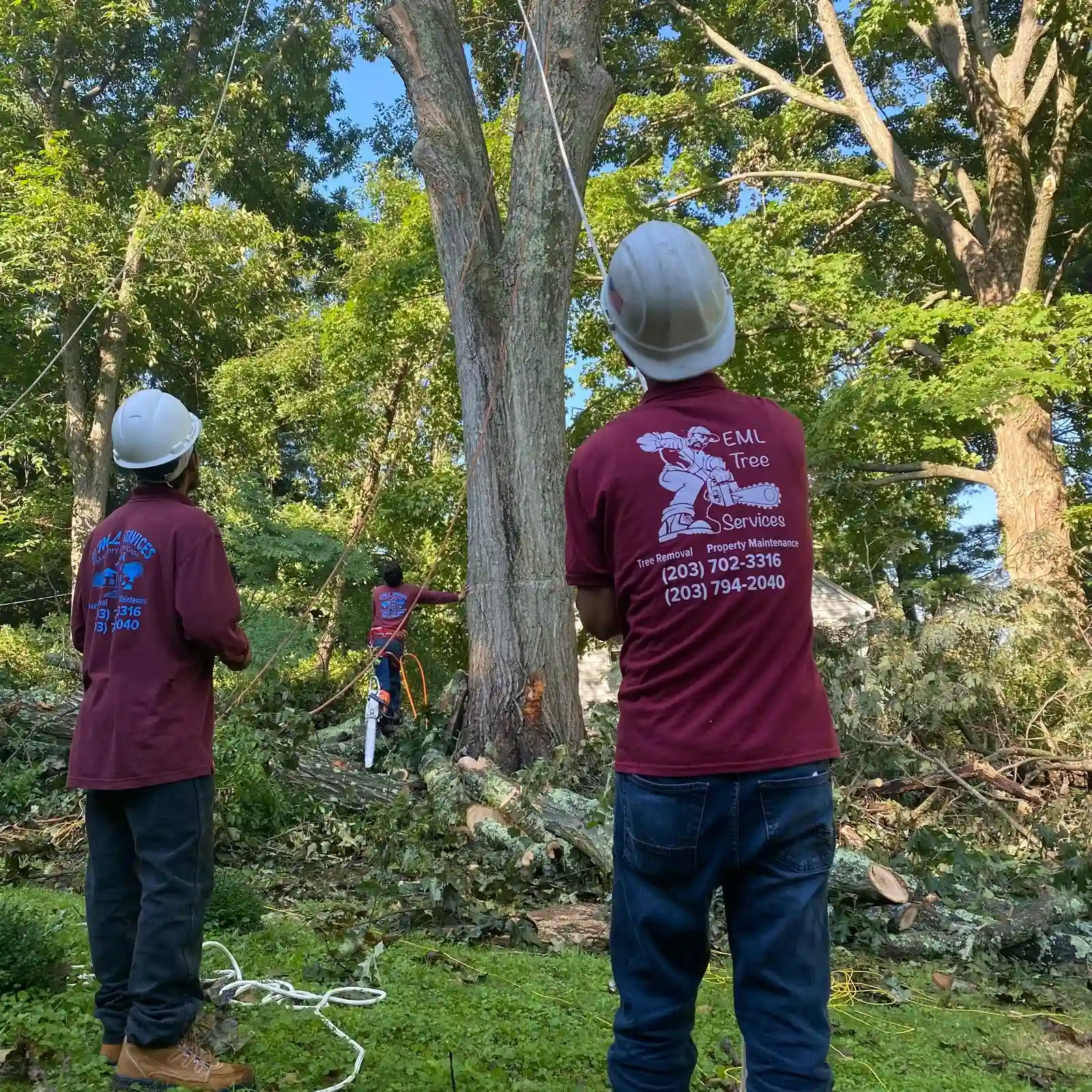 Tree Removal