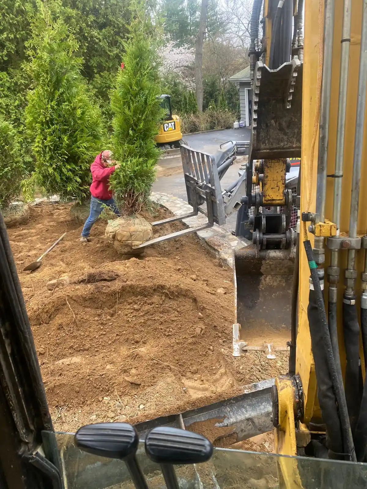 Tree Removal