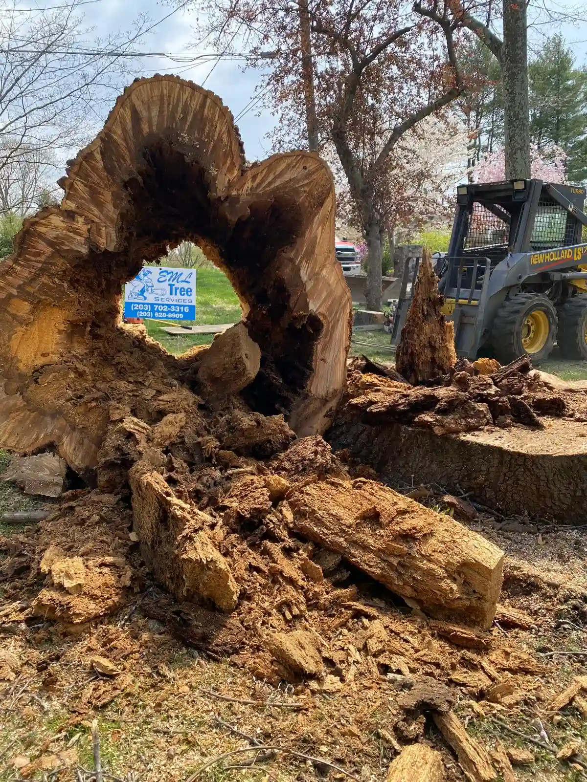 Tree Removal