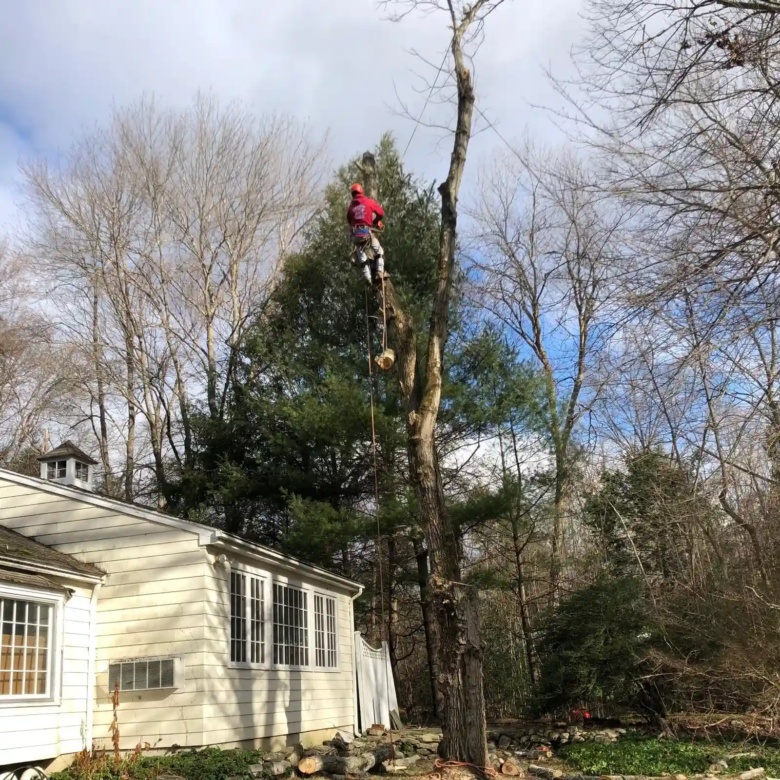 Tree Removal