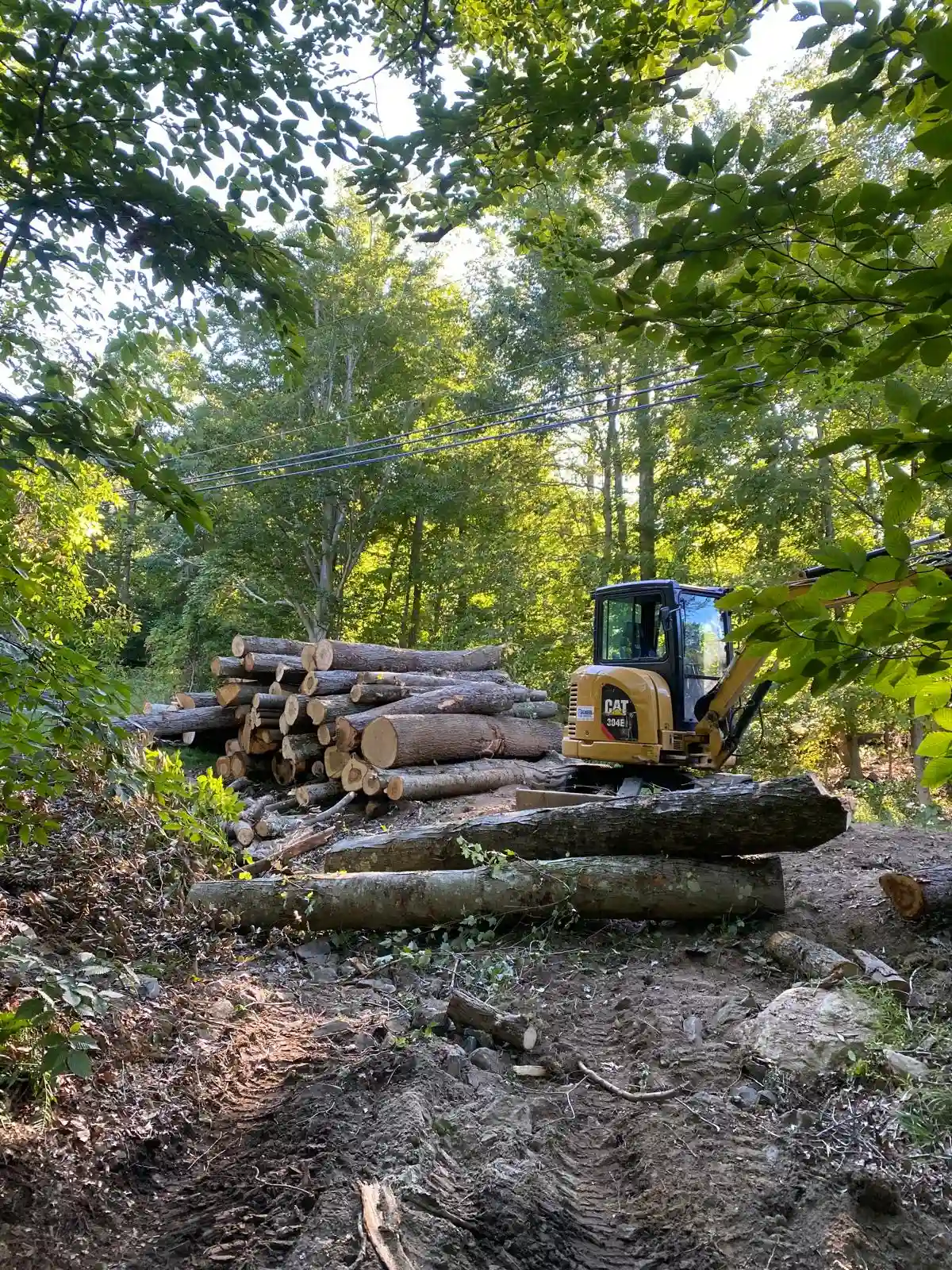Tree Removal