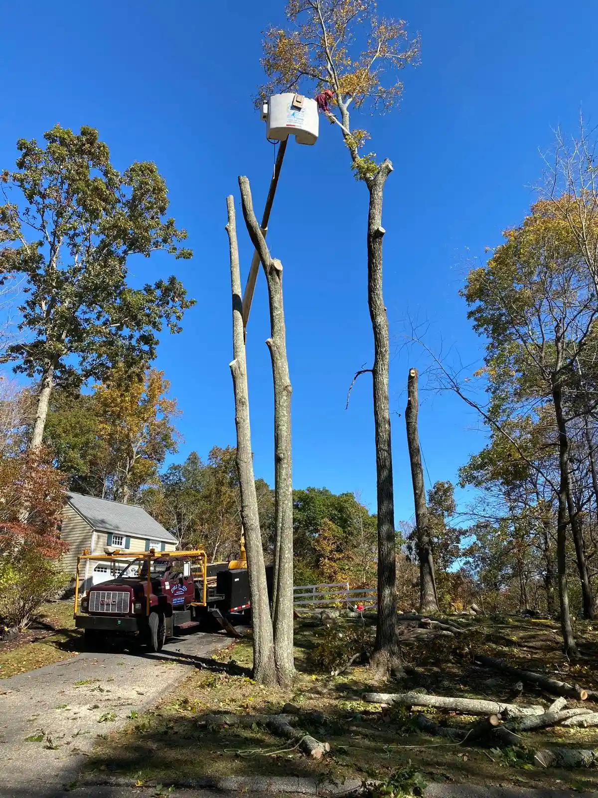 Tree Removal