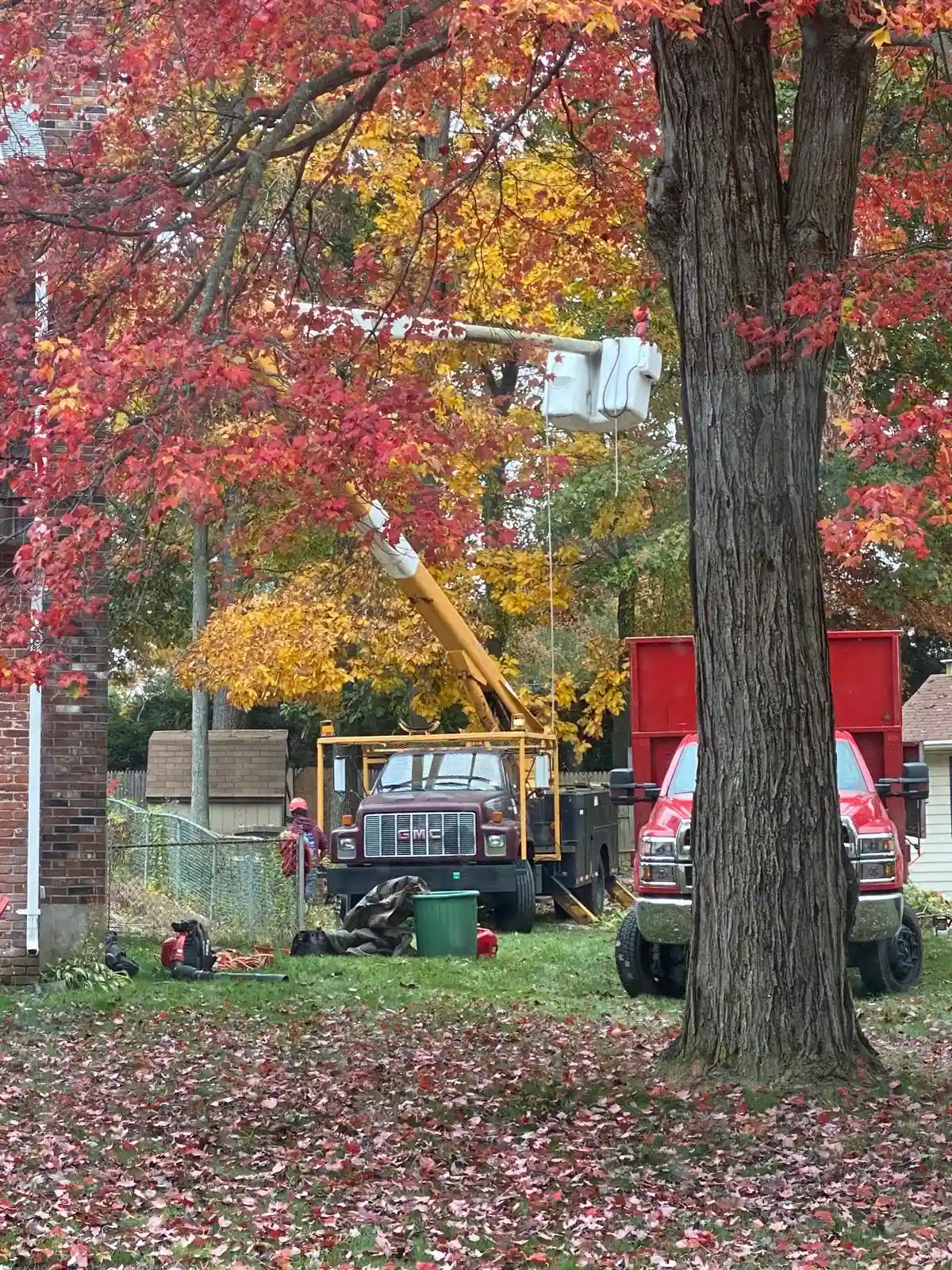 Tree Removal
