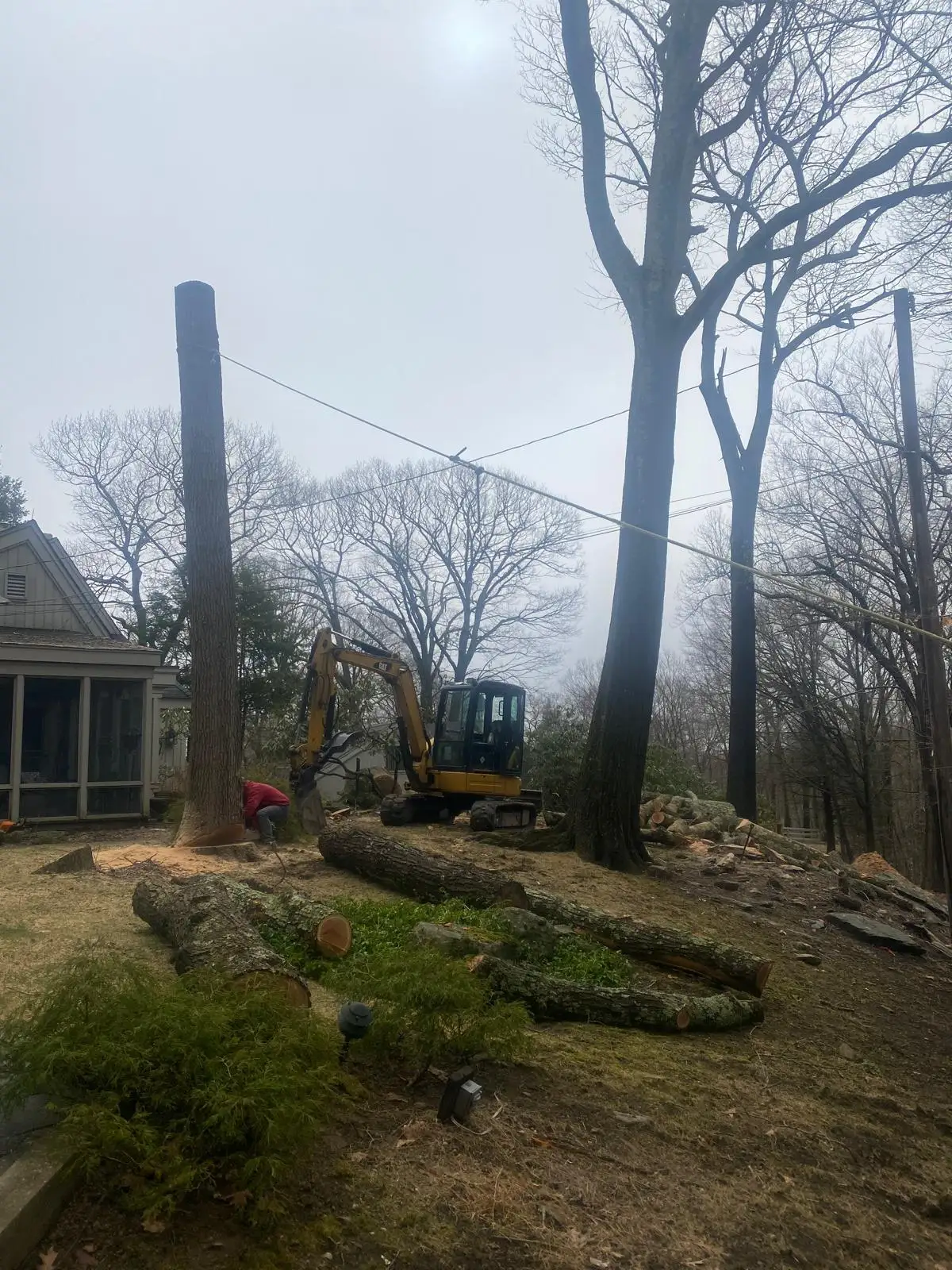 Tree Removal