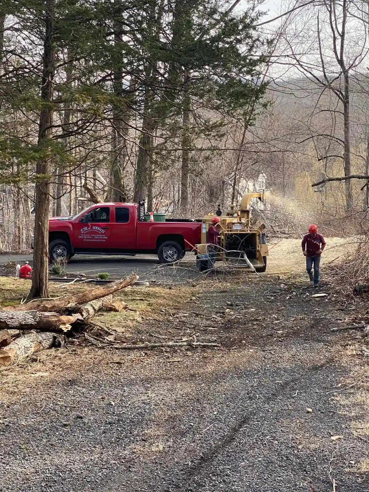 Tree Removal
