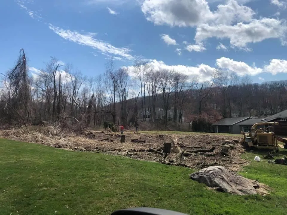 Tree Removal