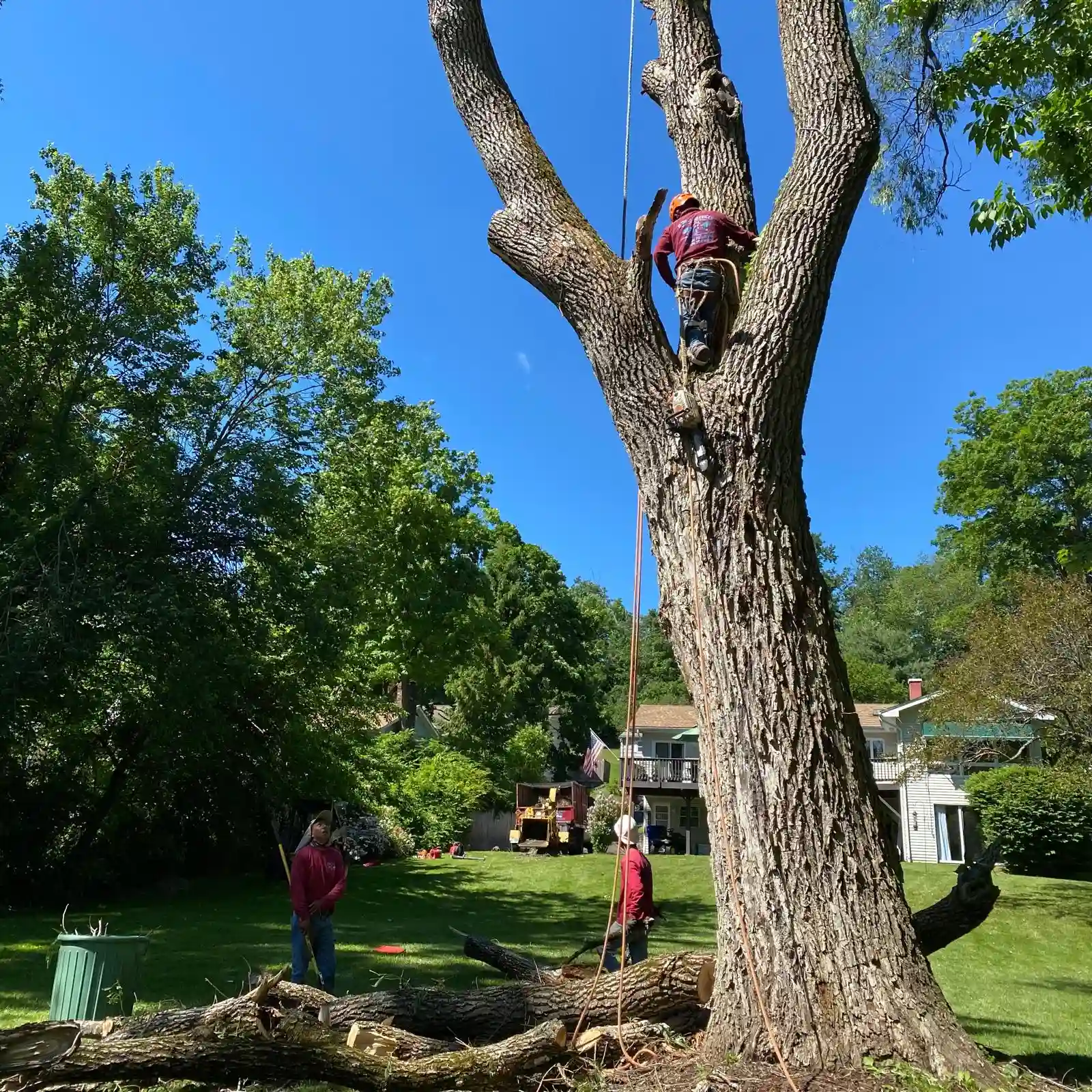 Tree Removal