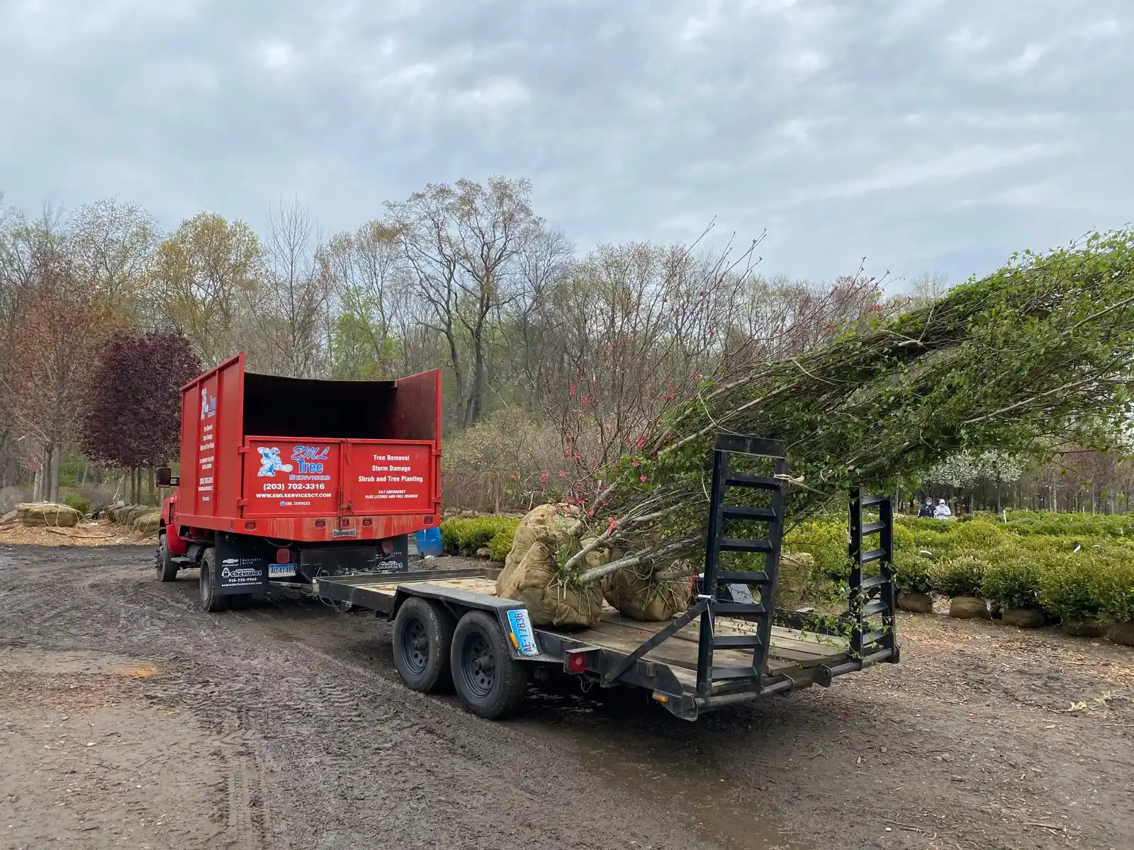 Tree Removal