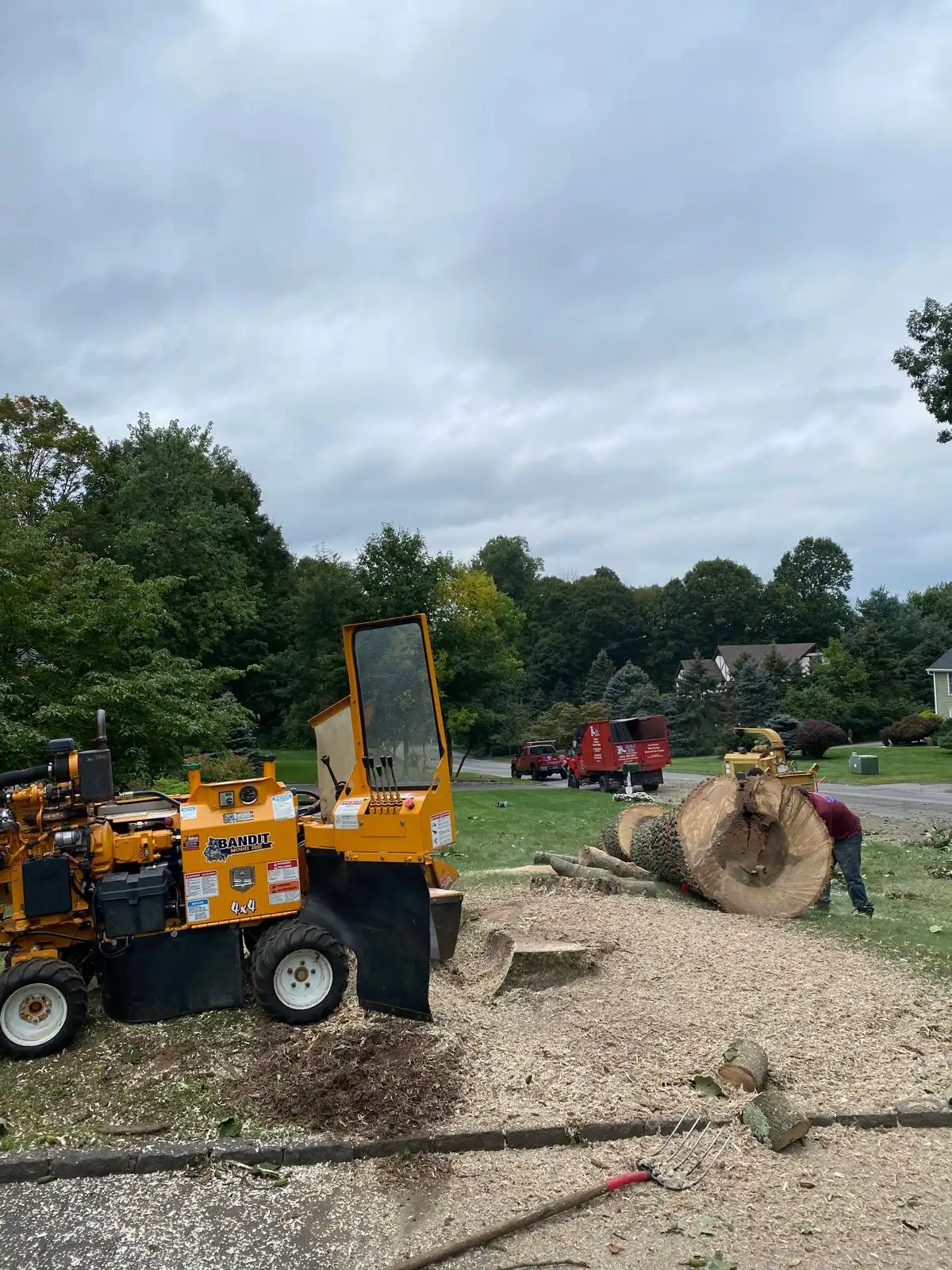 Tree Removal