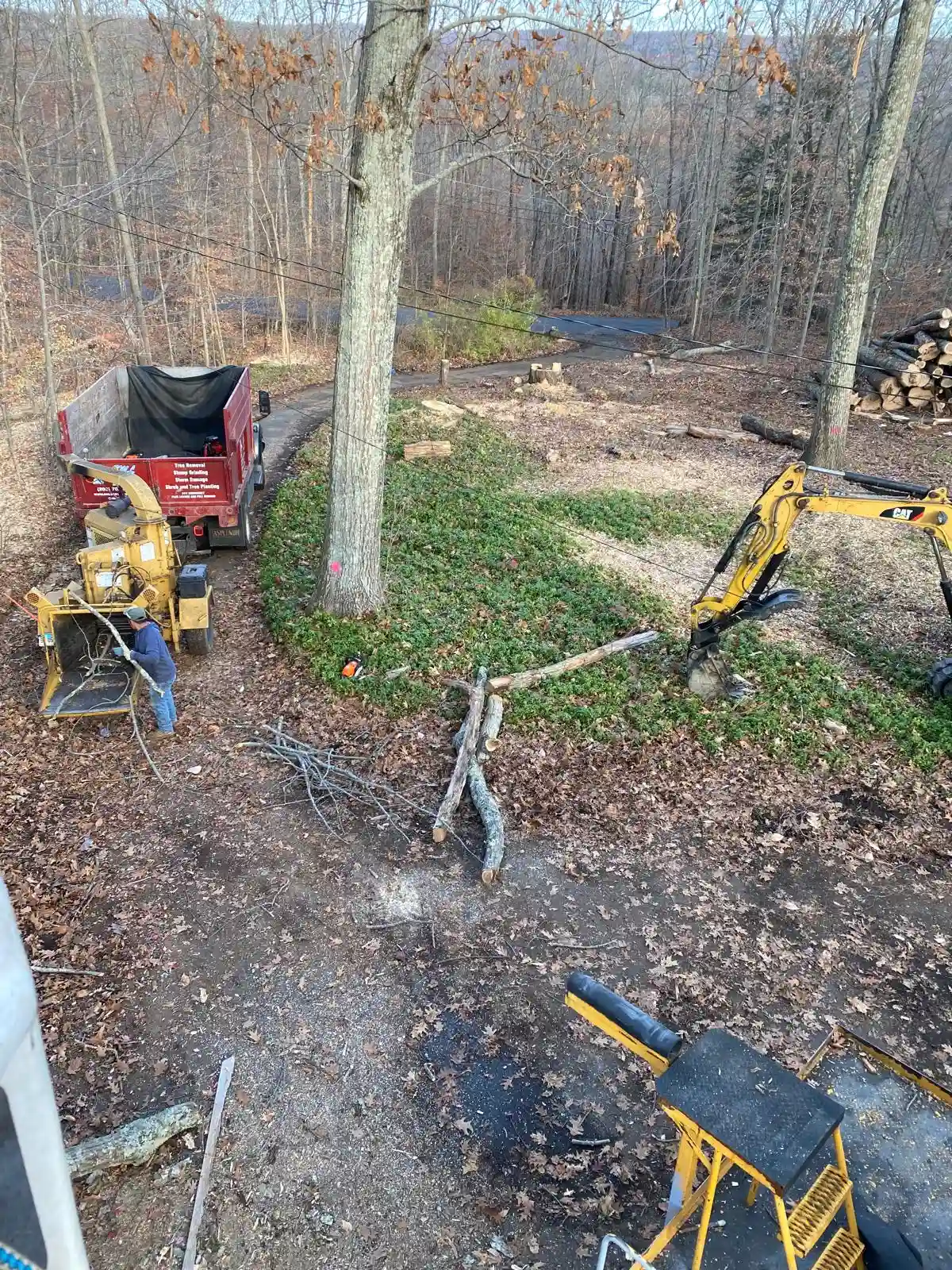Tree Removal