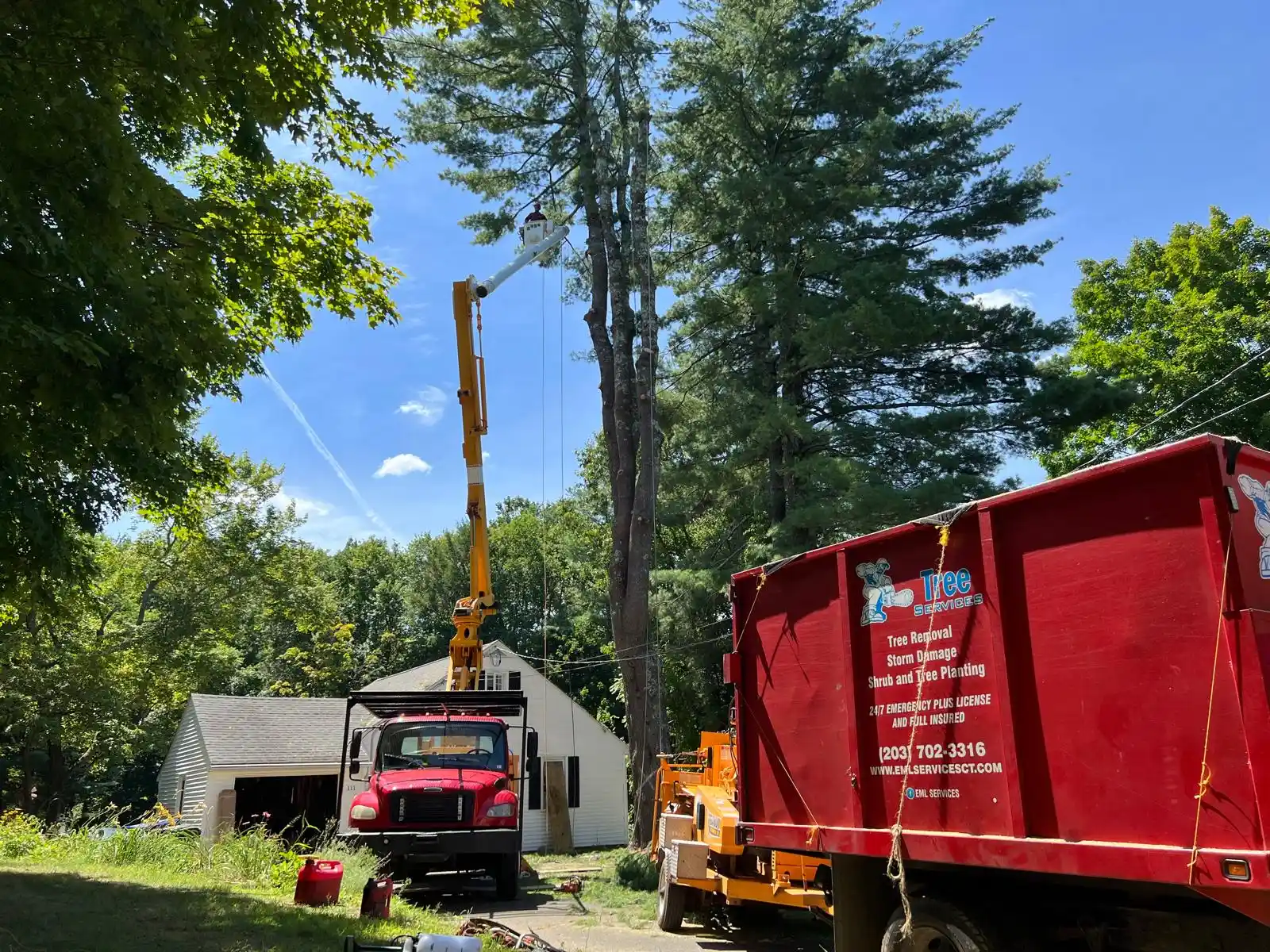 Tree Removal