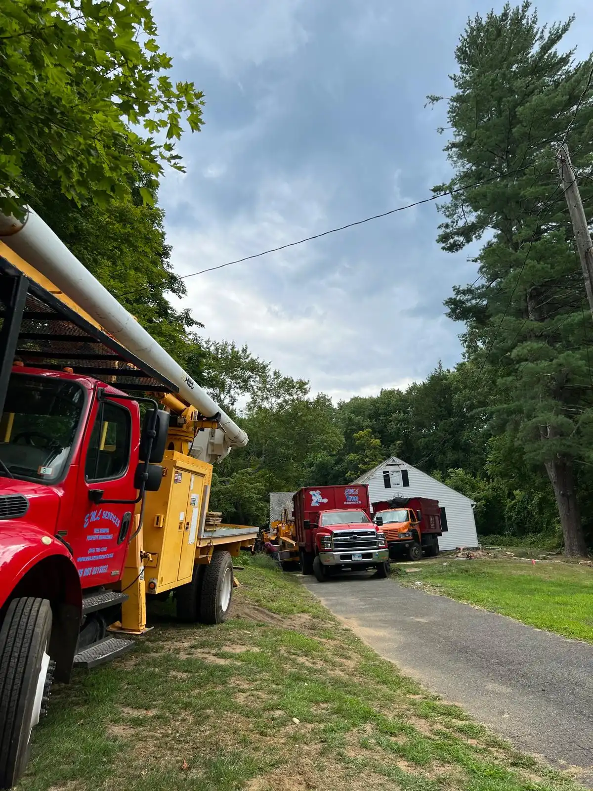 Tree Removal
