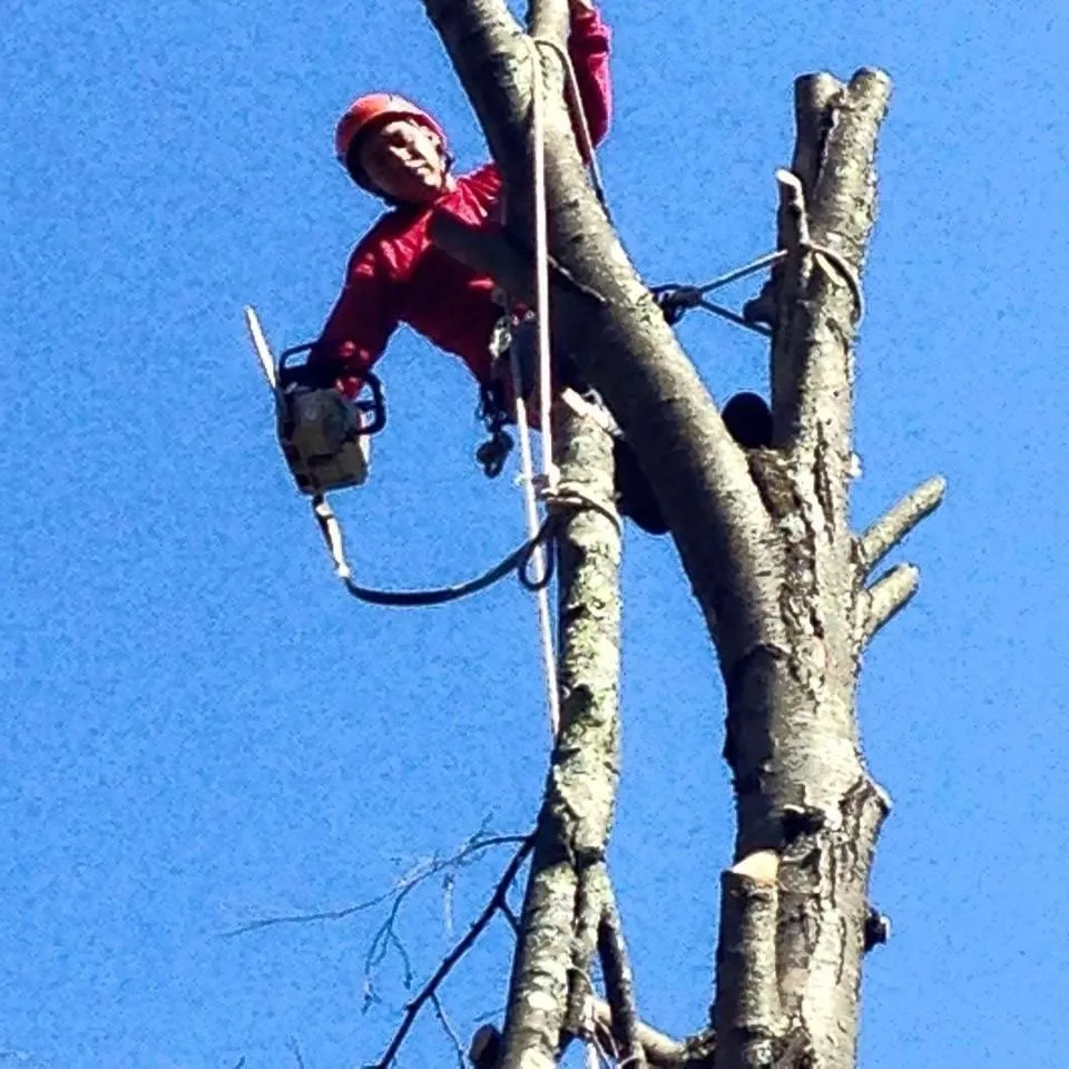 Tree Removal