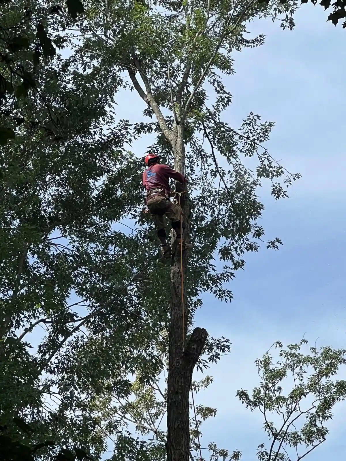 Tree Services