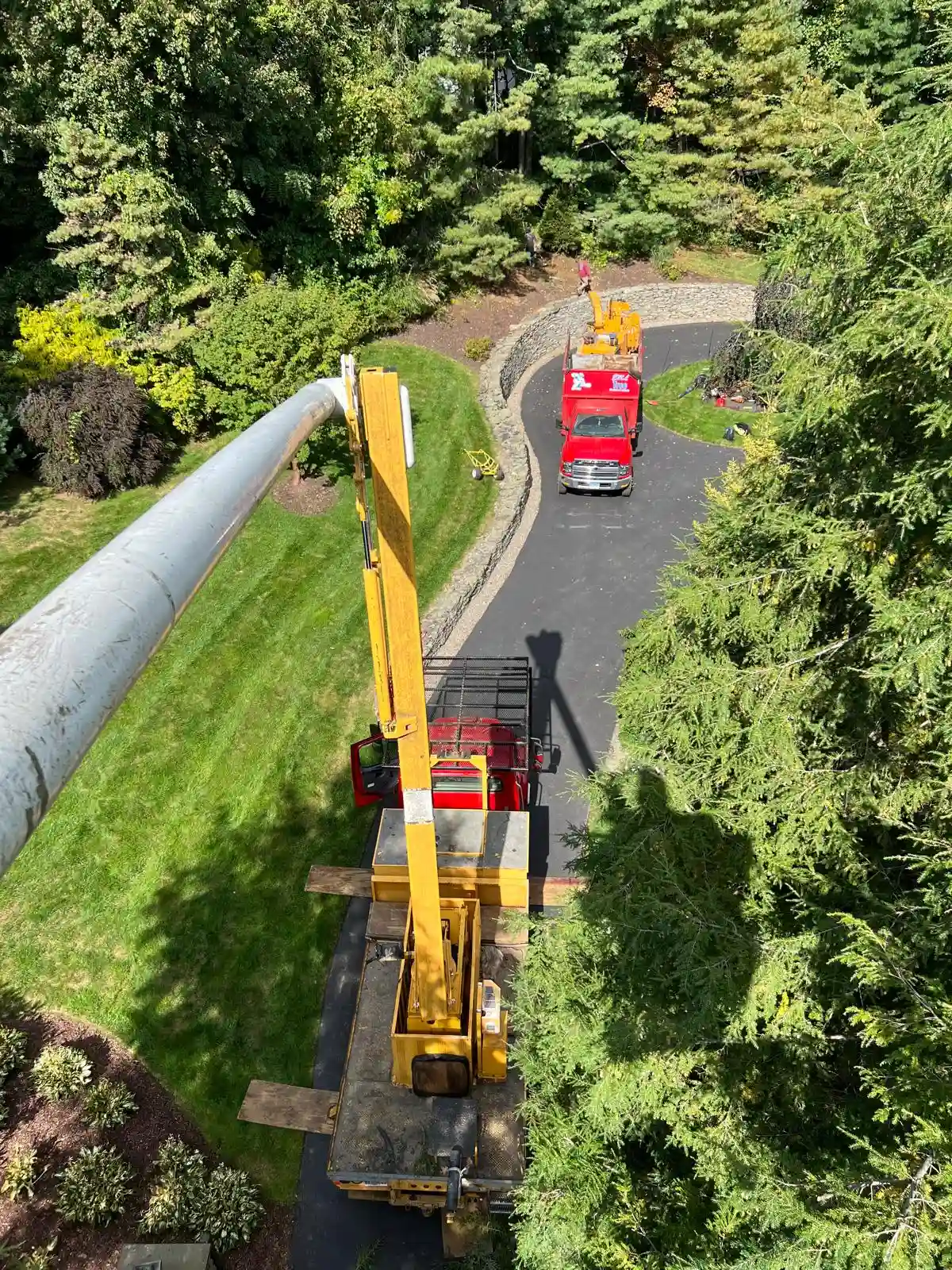 Tree Services