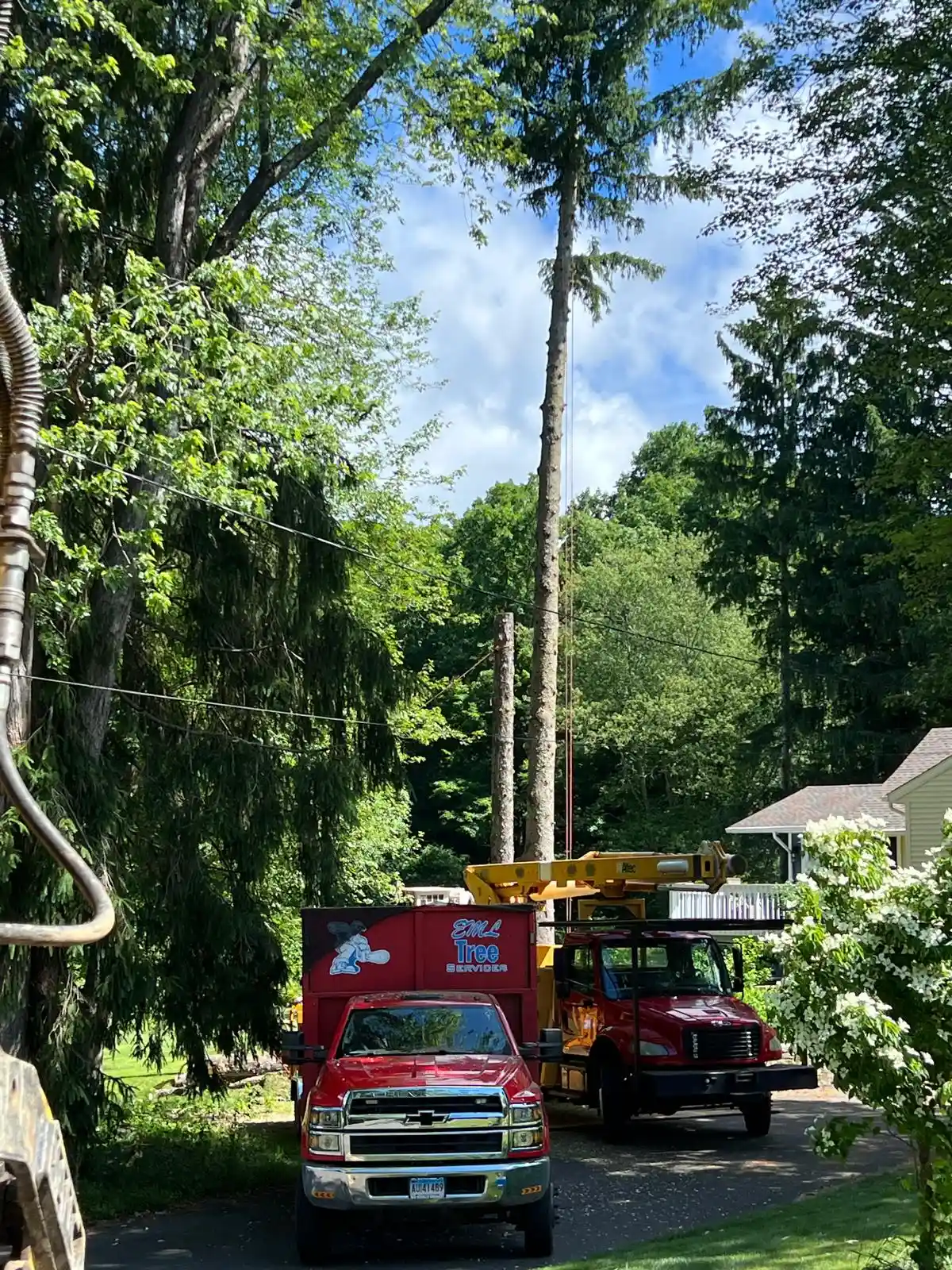 Tree Services