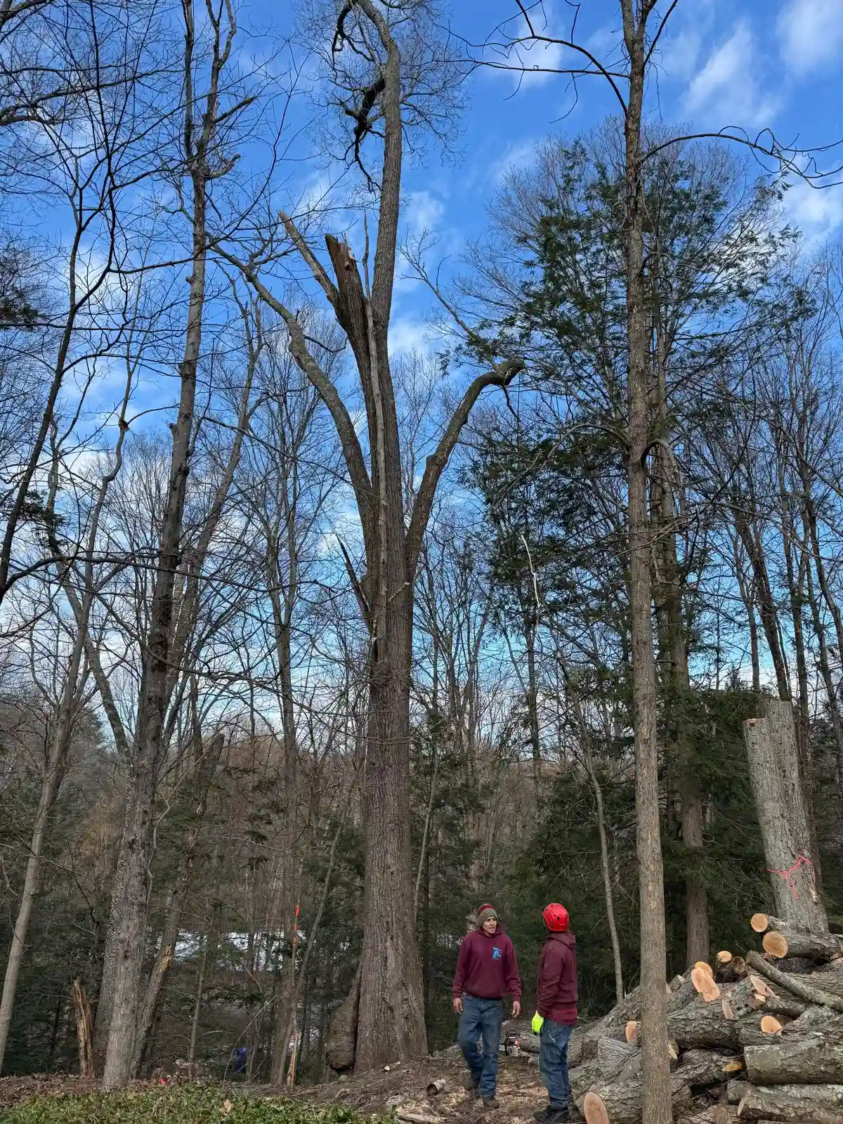 Tree Services