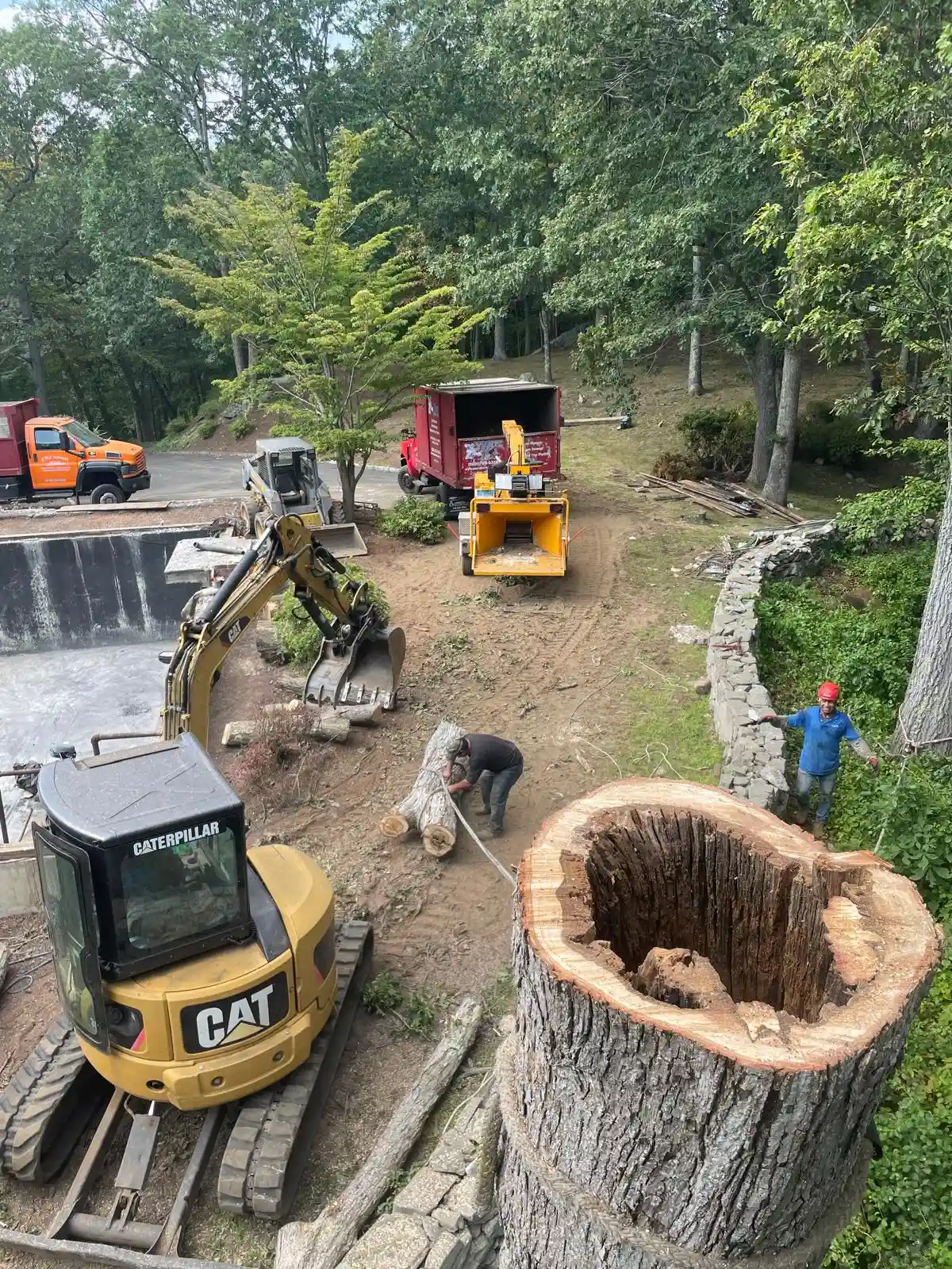 Tree Services
