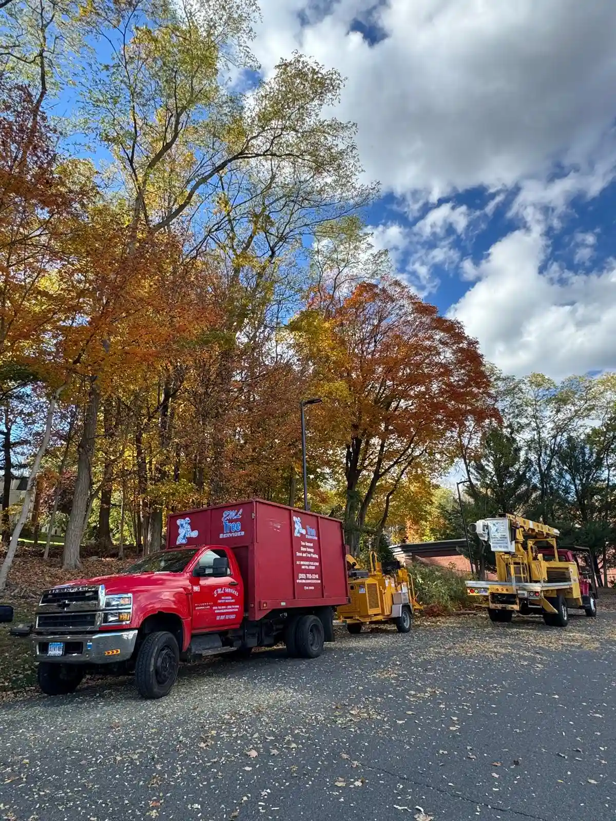 Tree Services