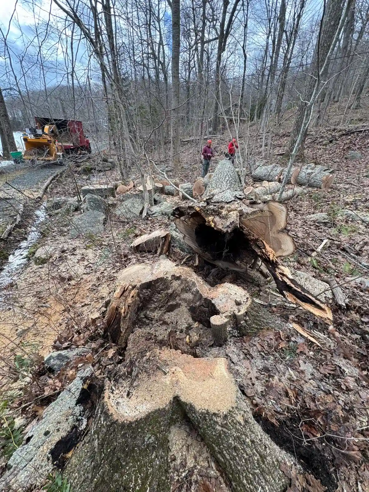 Tree Services