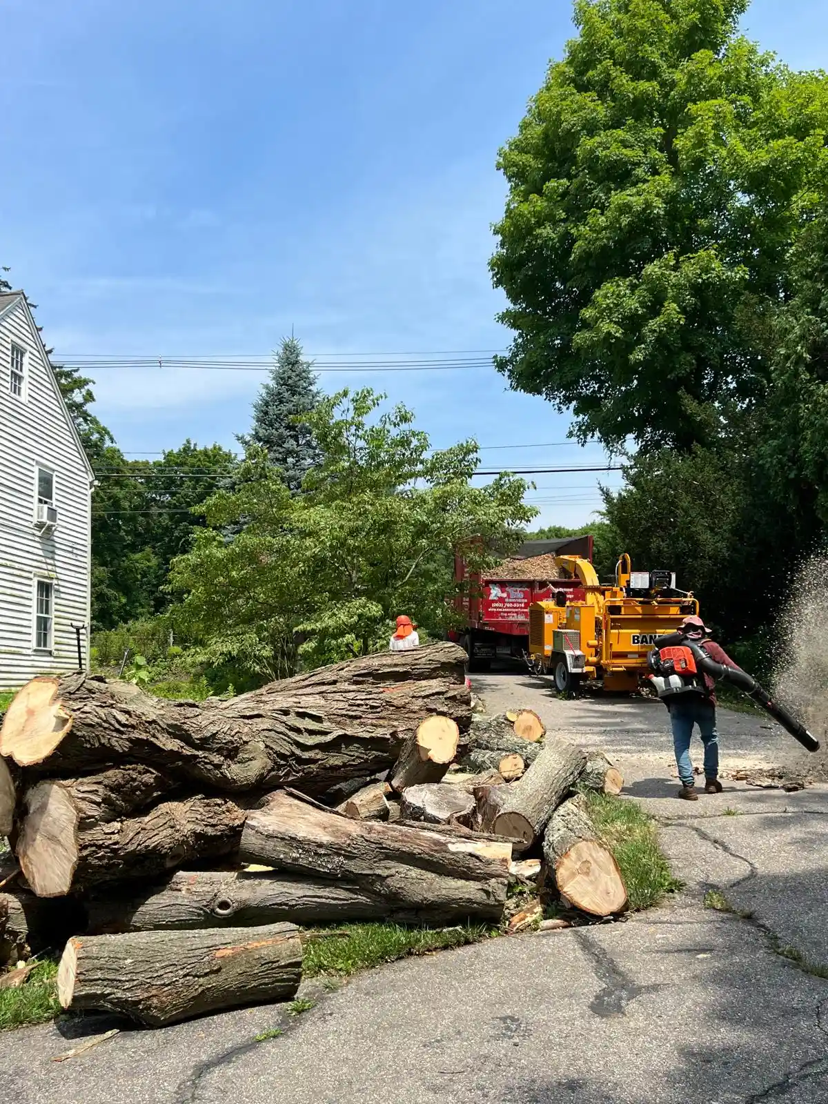 Tree Services